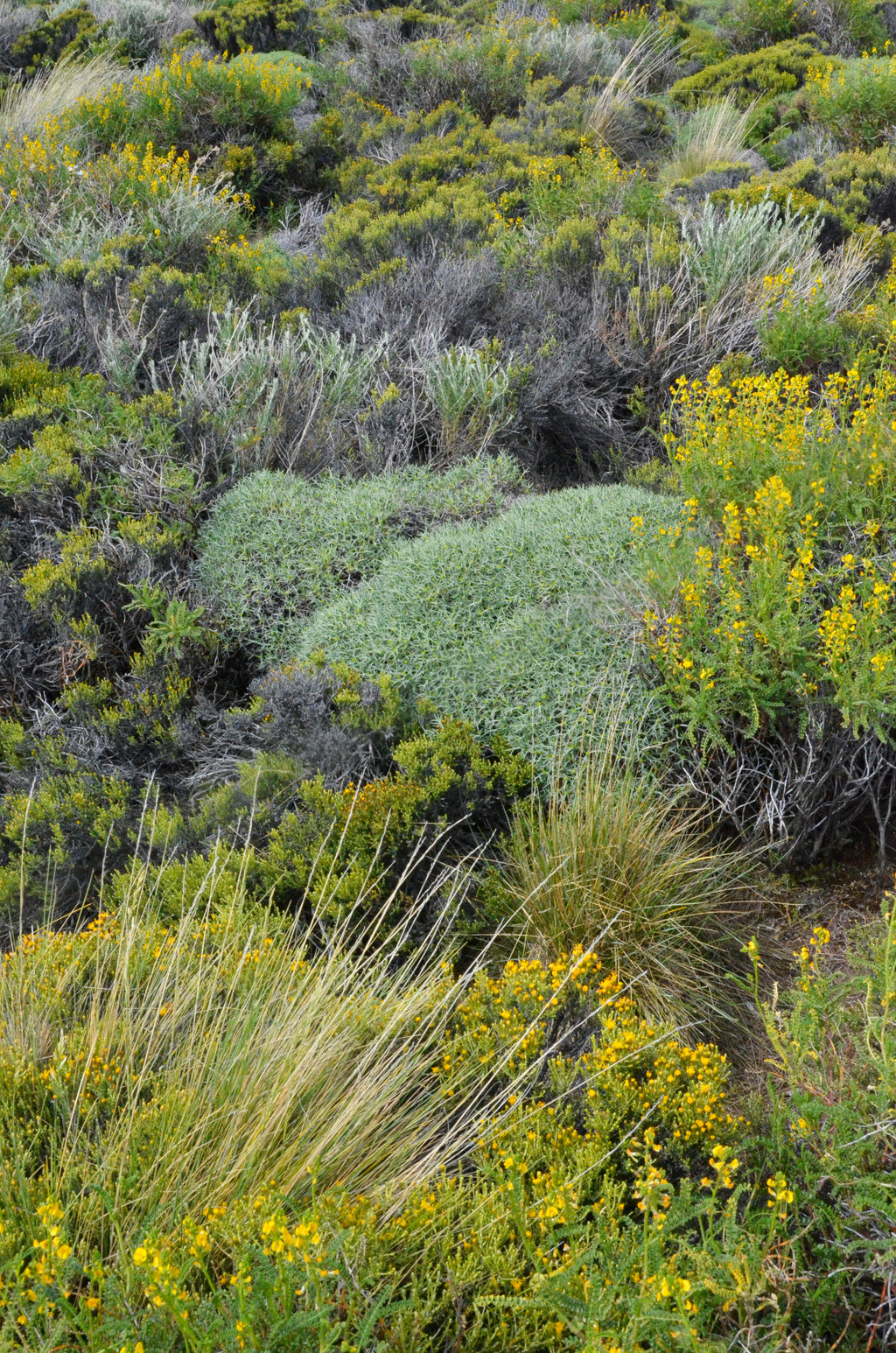 Mulinum spinosum — Neneo