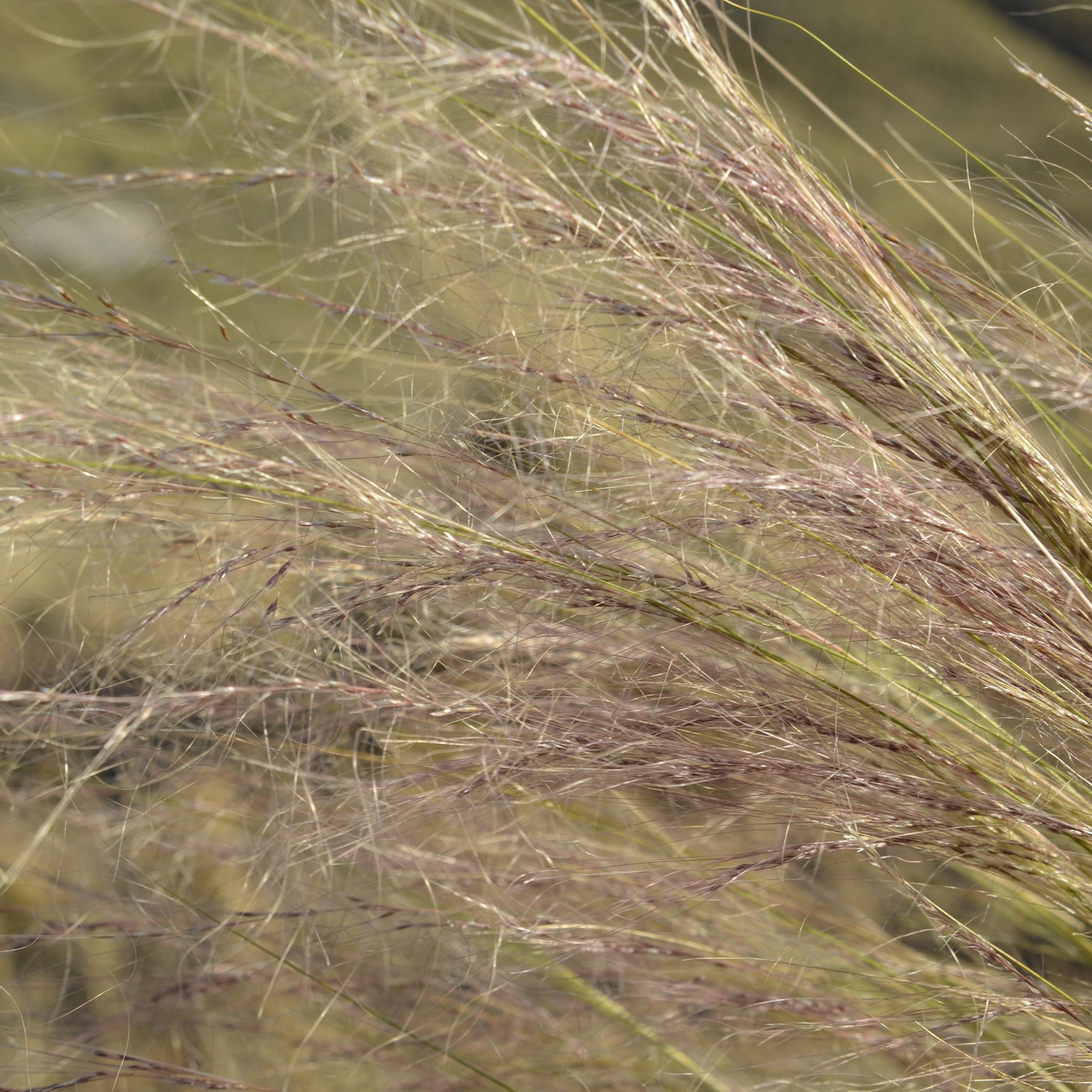 Stipa tenuissima — Cabello de ángel