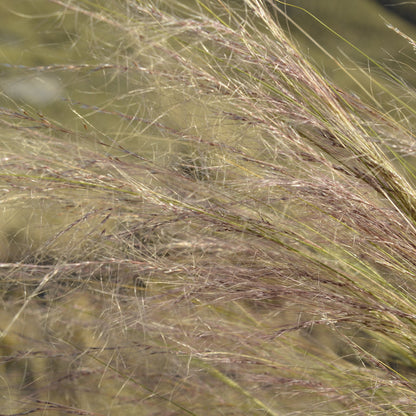 Stipa tenuissima — Cabello de ángel