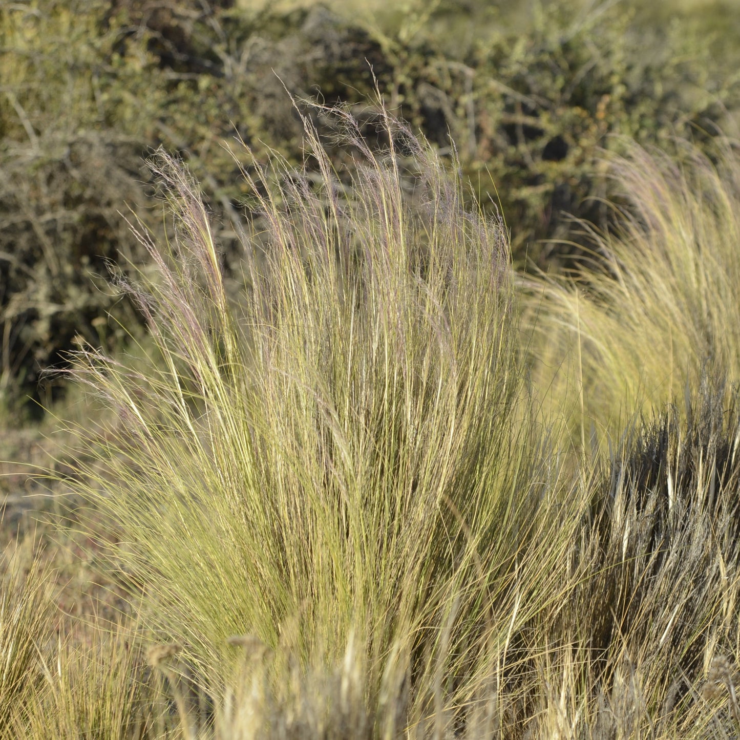 Stipa tenuissima — Cabello de ángel