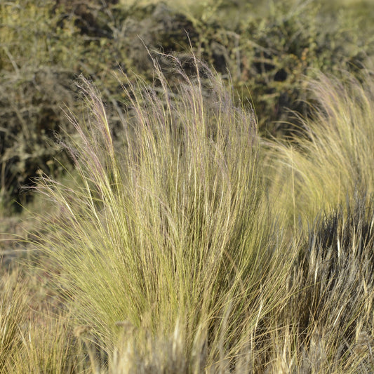 Stipa tenuissima — Cabello de ángel