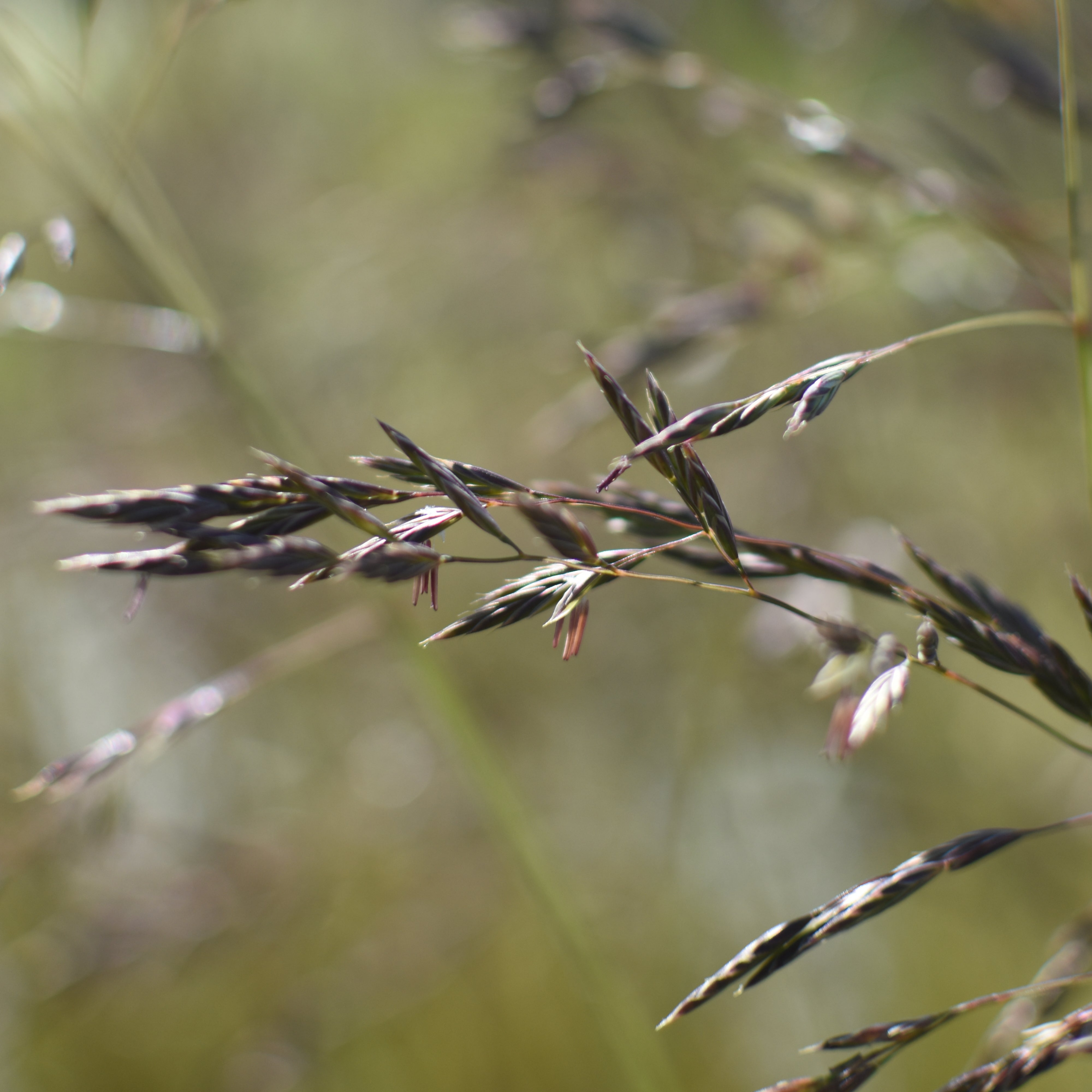 Festuca magellanica — Coirón andino