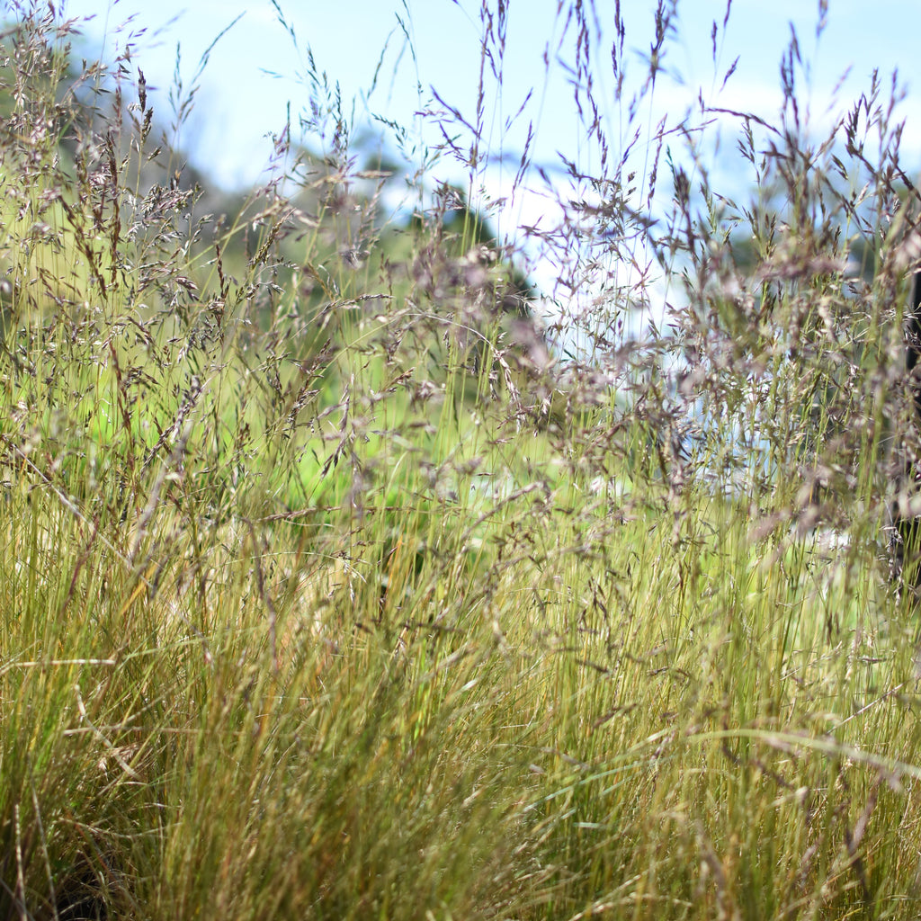 Festuca magellanica — Coirón andino