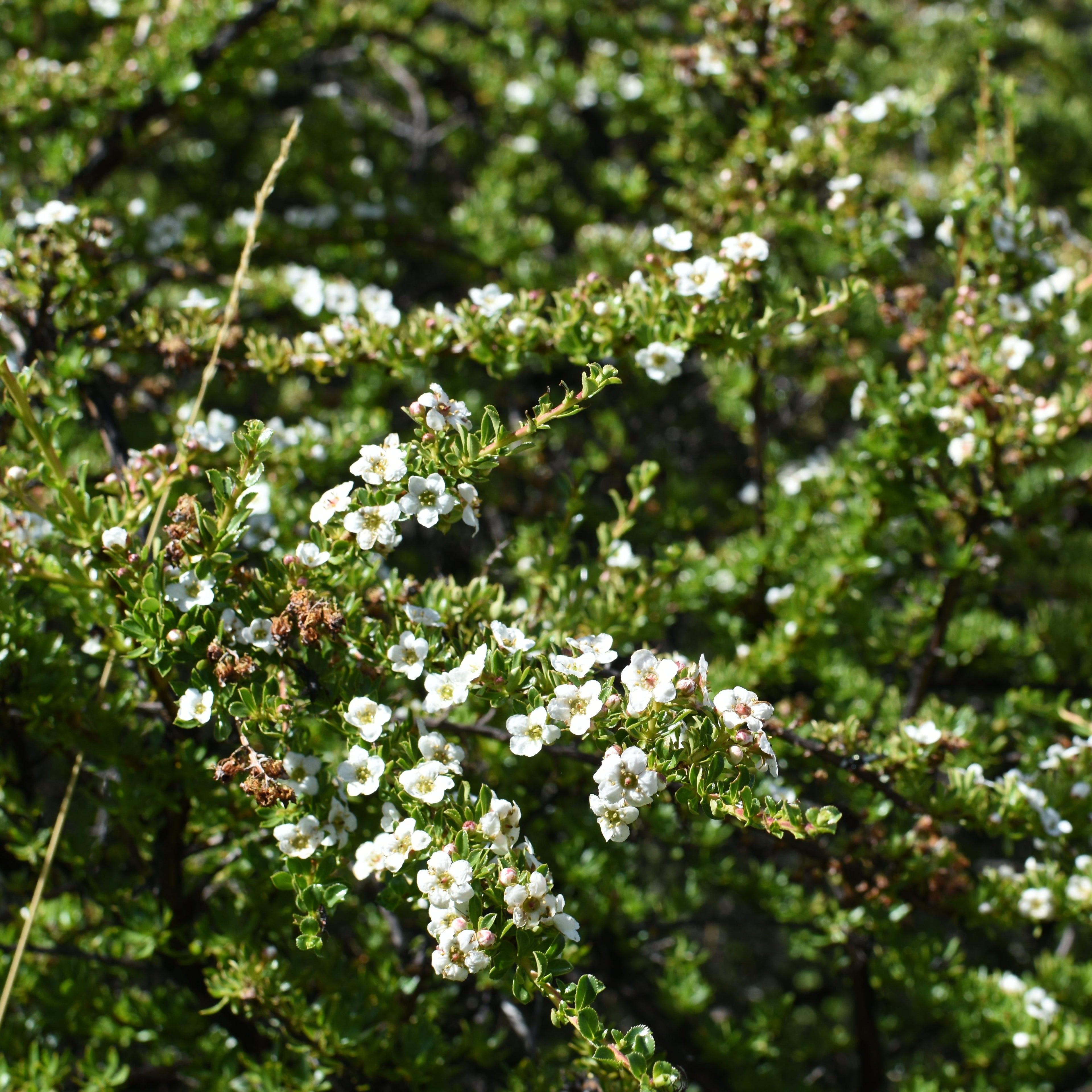 Escallonia virgata — Chapel