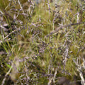 Festuca magellanica — Coirón andino