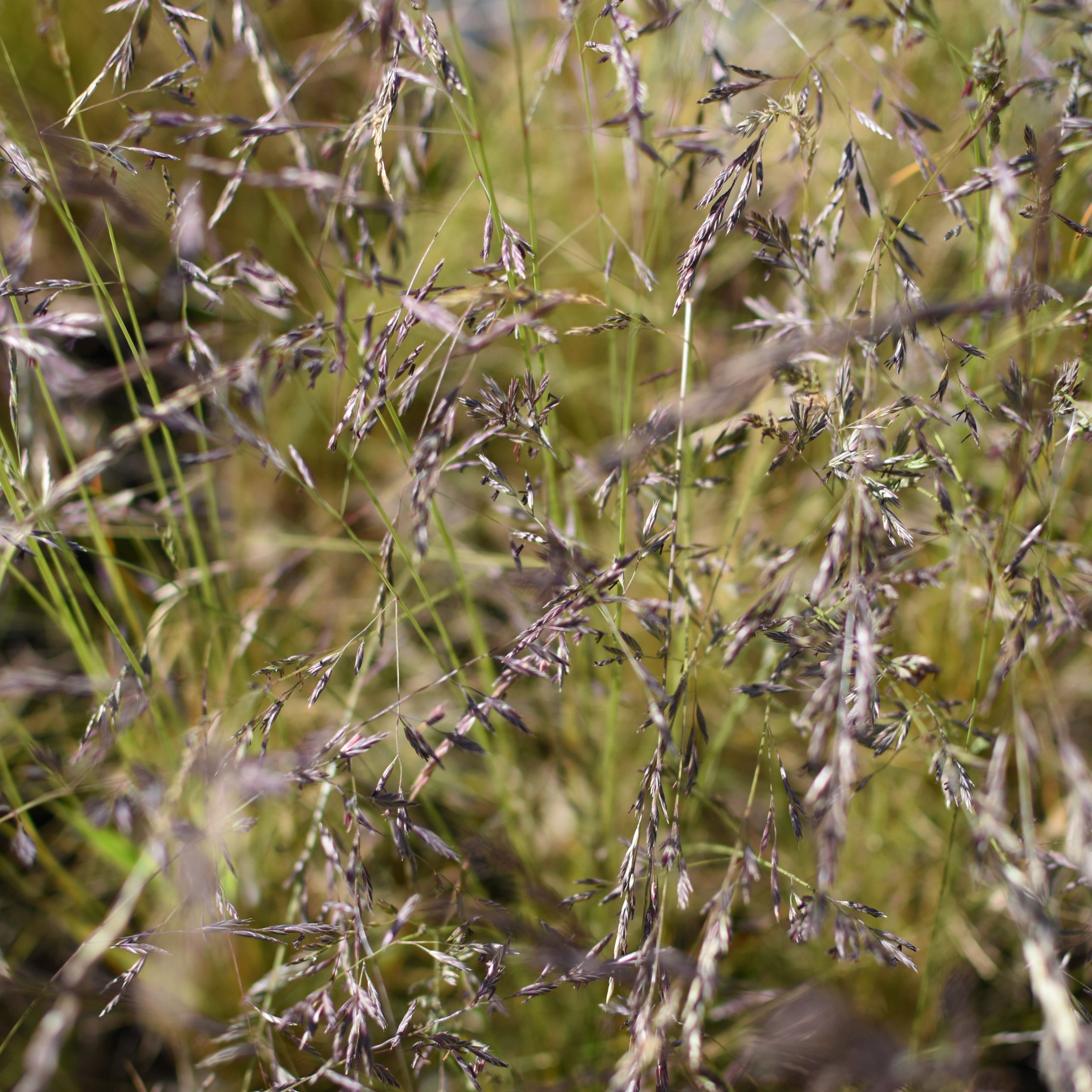 Festuca magellanica — Coirón andino