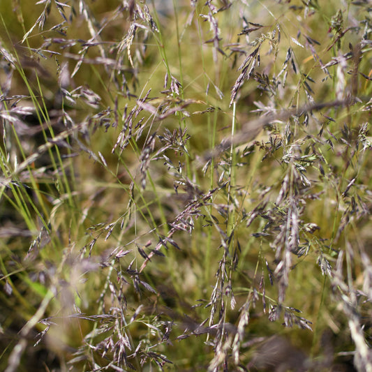 Festuca magellanica — Coirón andino