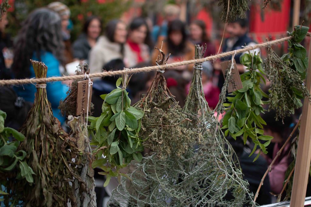 Jardín Etnobotánico de Cochrane