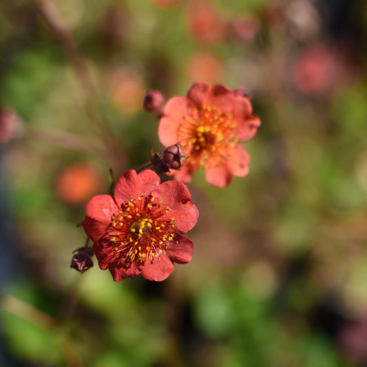 Geum chiloense — Hierba del clavo rojo