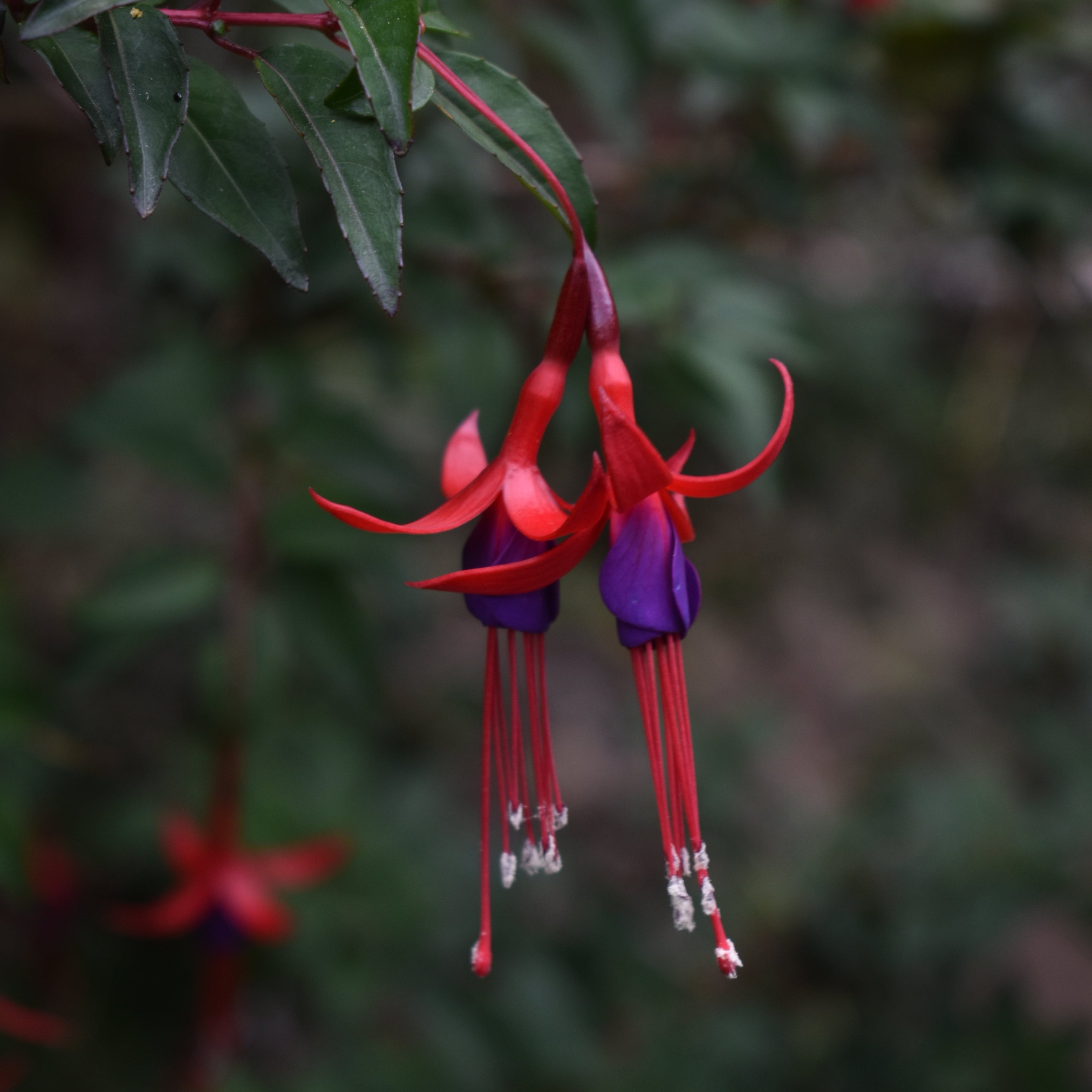 Fuchsia magellanica — Chilco