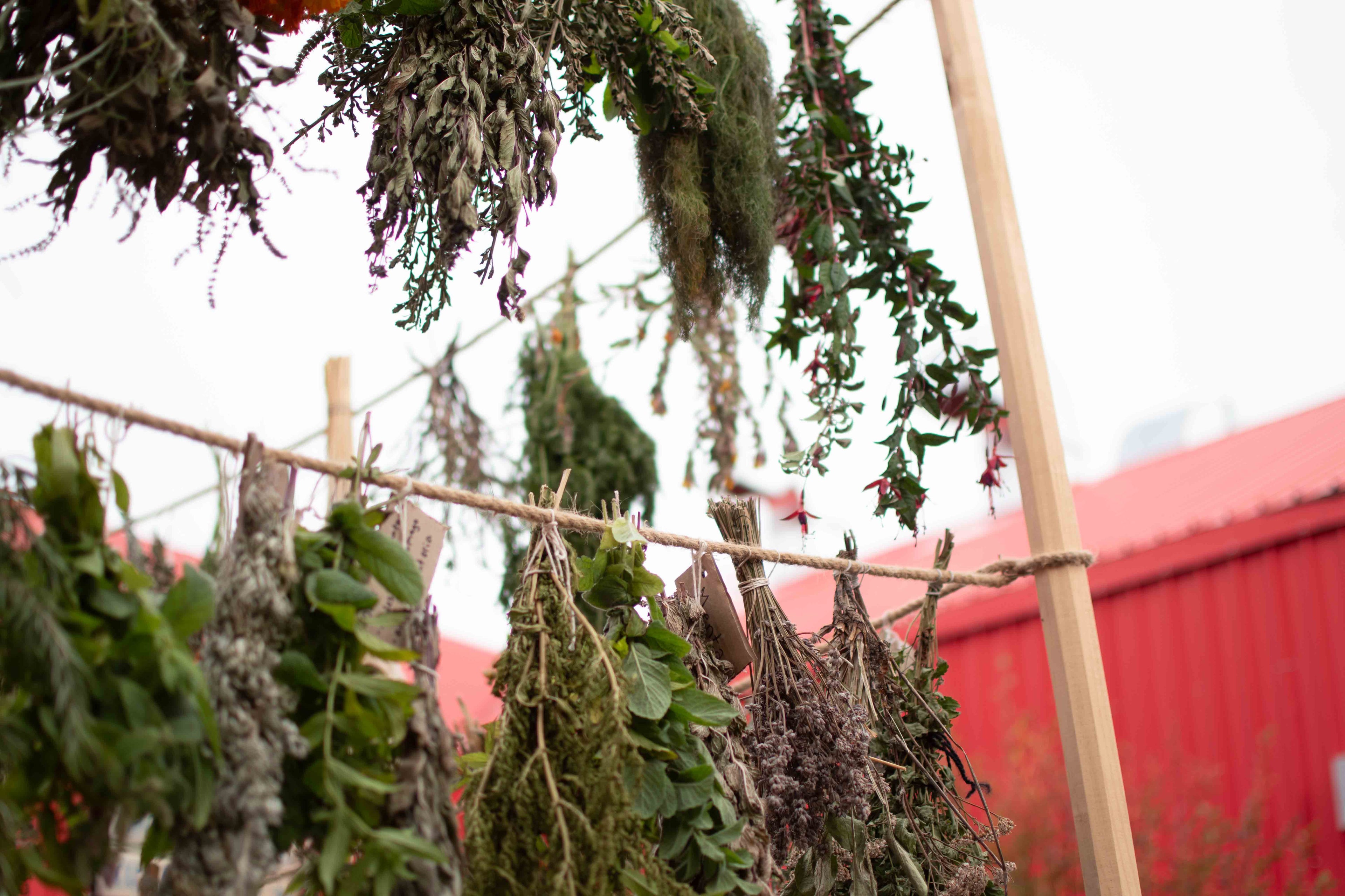 Jardín Etnobotánico de Cochrane