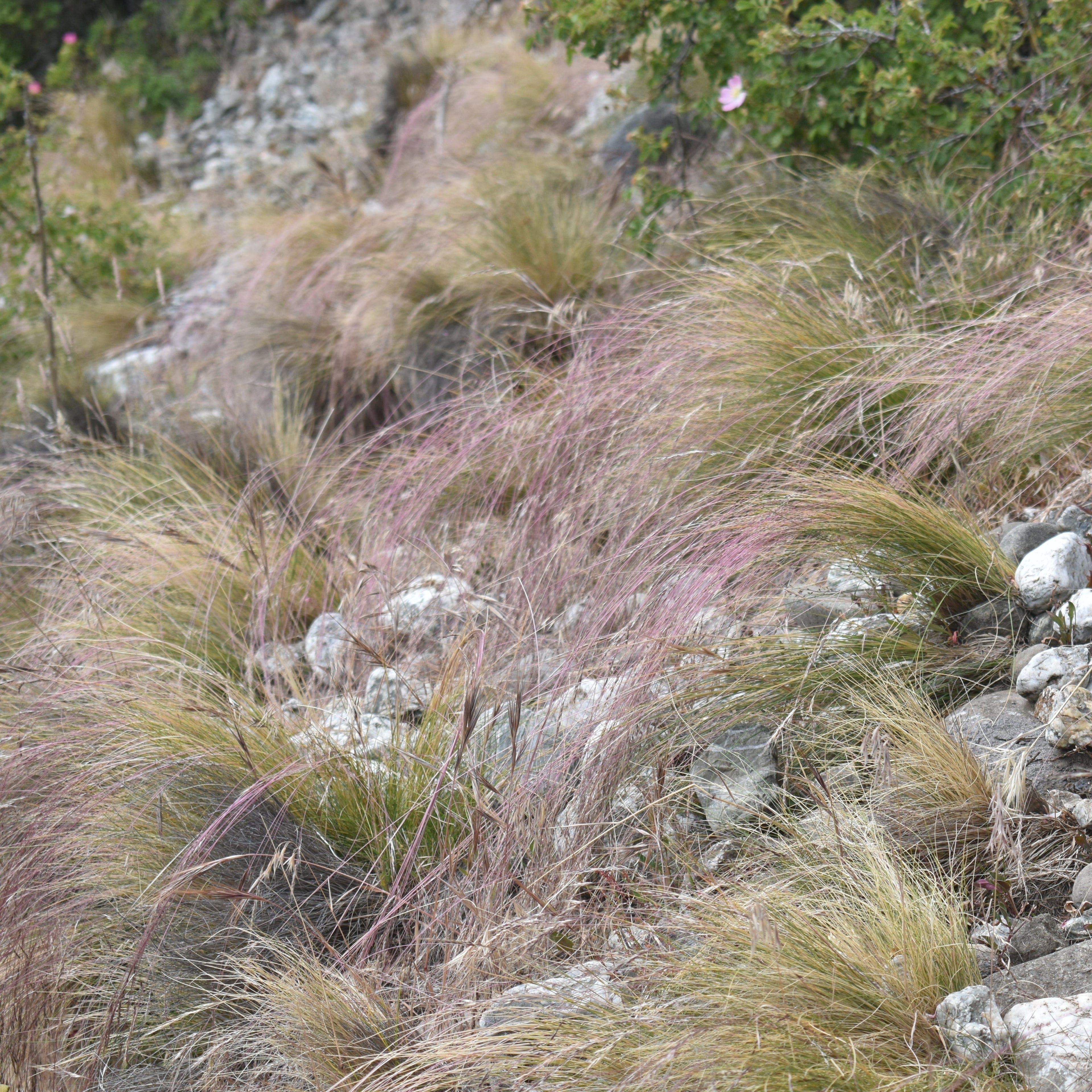 Stipa laevissima — Hierba aguja