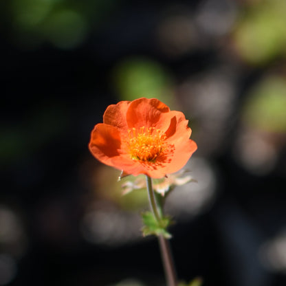 Geum chiloense — Hierba del clavo naranjo