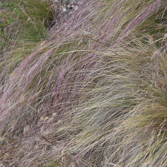 Stipa laevissima — Hierba aguja