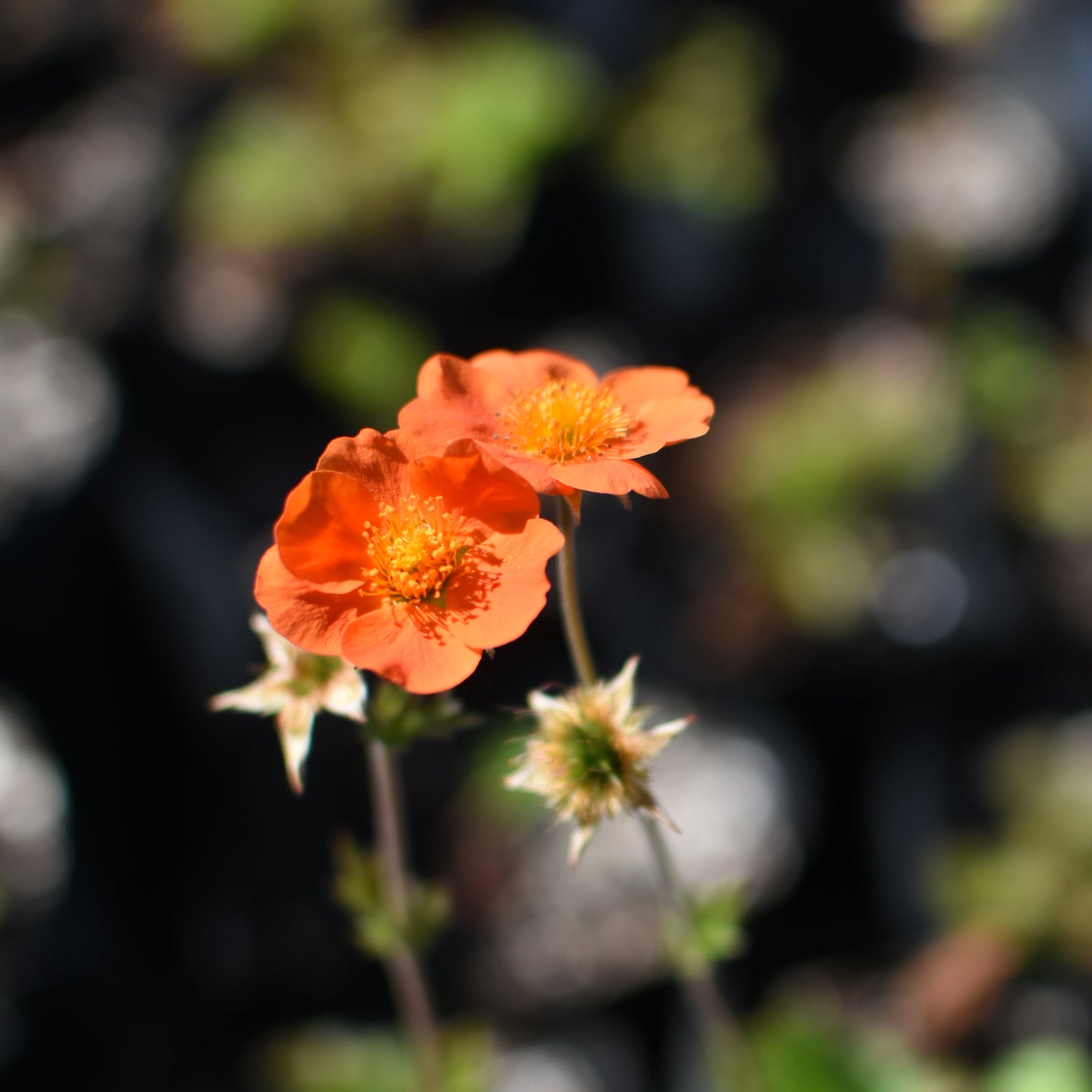 Geum chiloense — Hierba del clavo naranjo