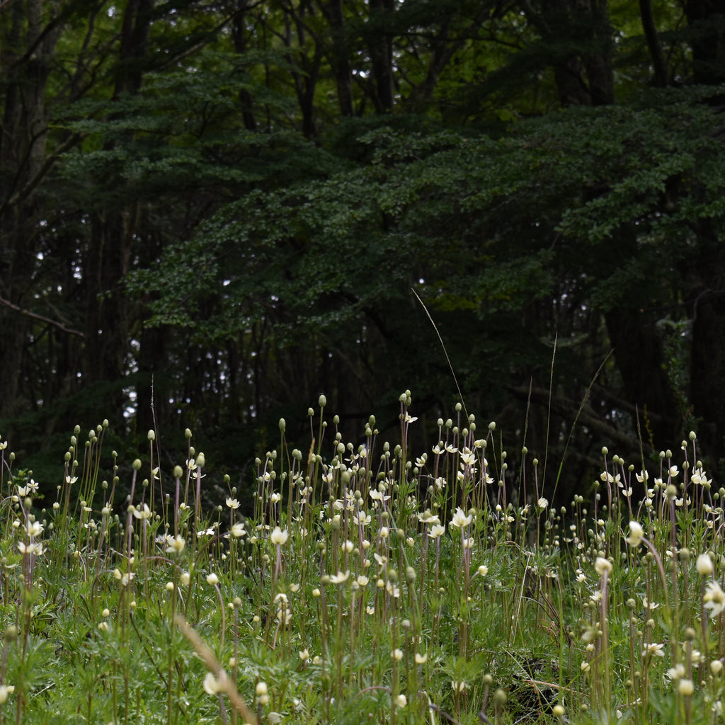 Anemone multifida — Anémona