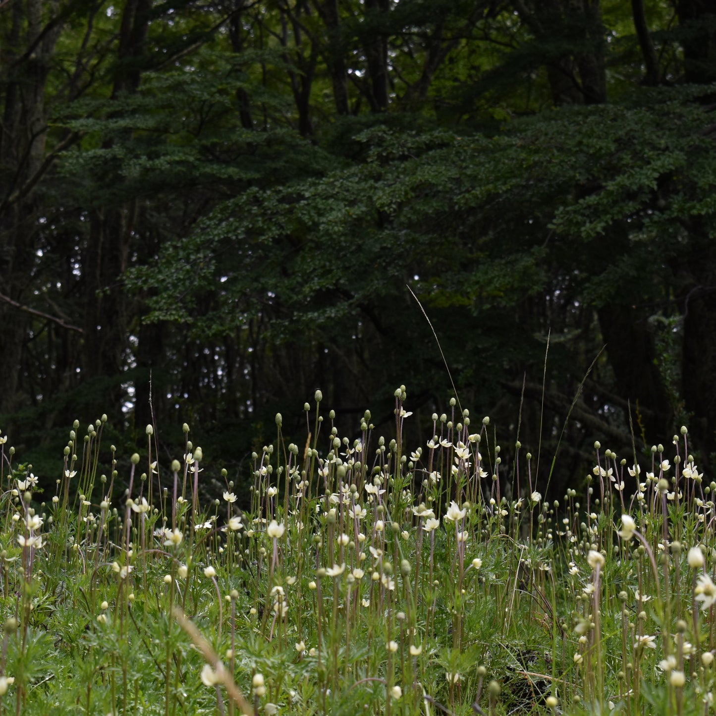 Anemone multifida — Anémona