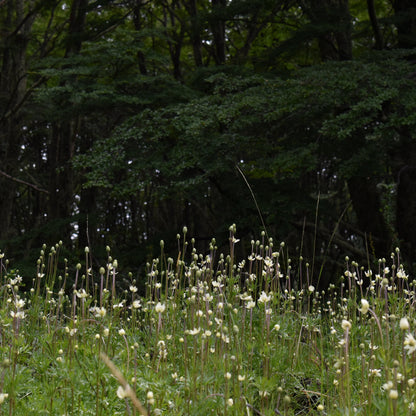 Anemone multifida — Anémona