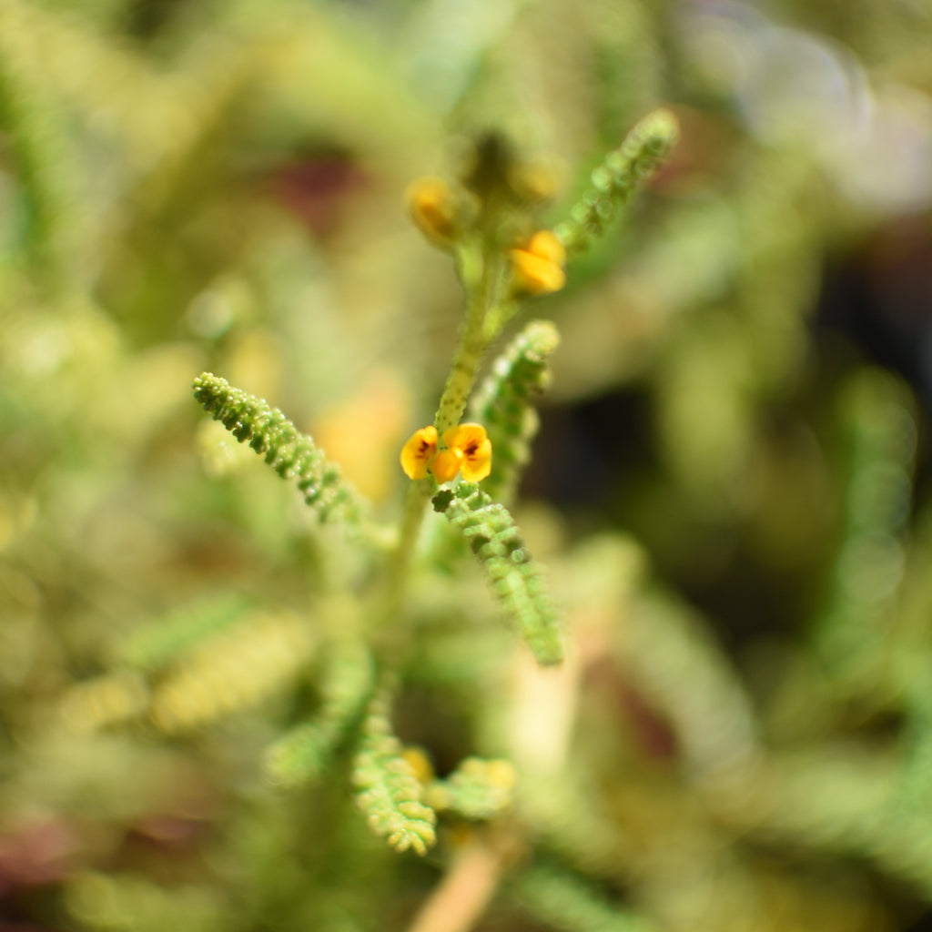 Adesmia boronioides — Paramela