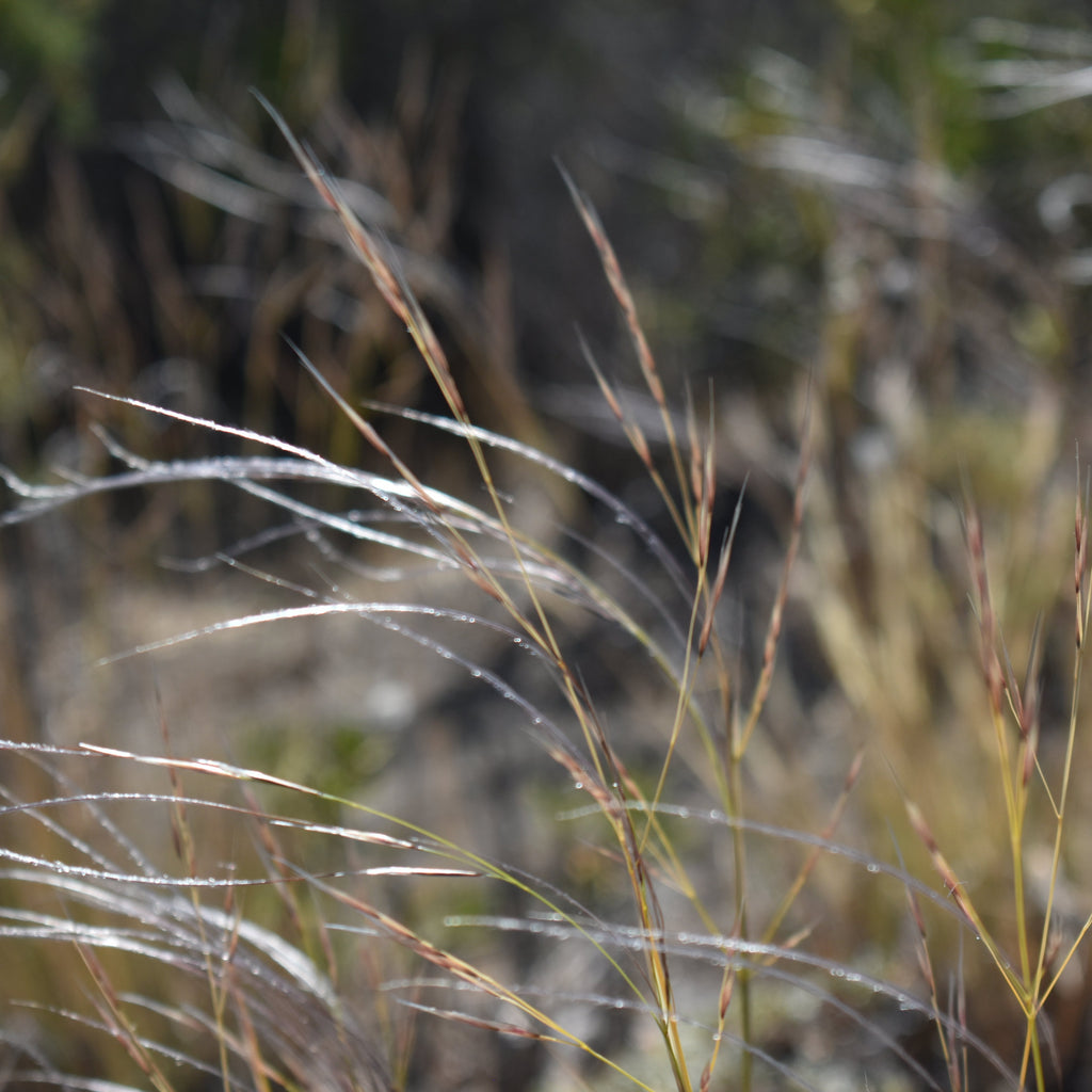 Stipa plumosa — Pasto rey