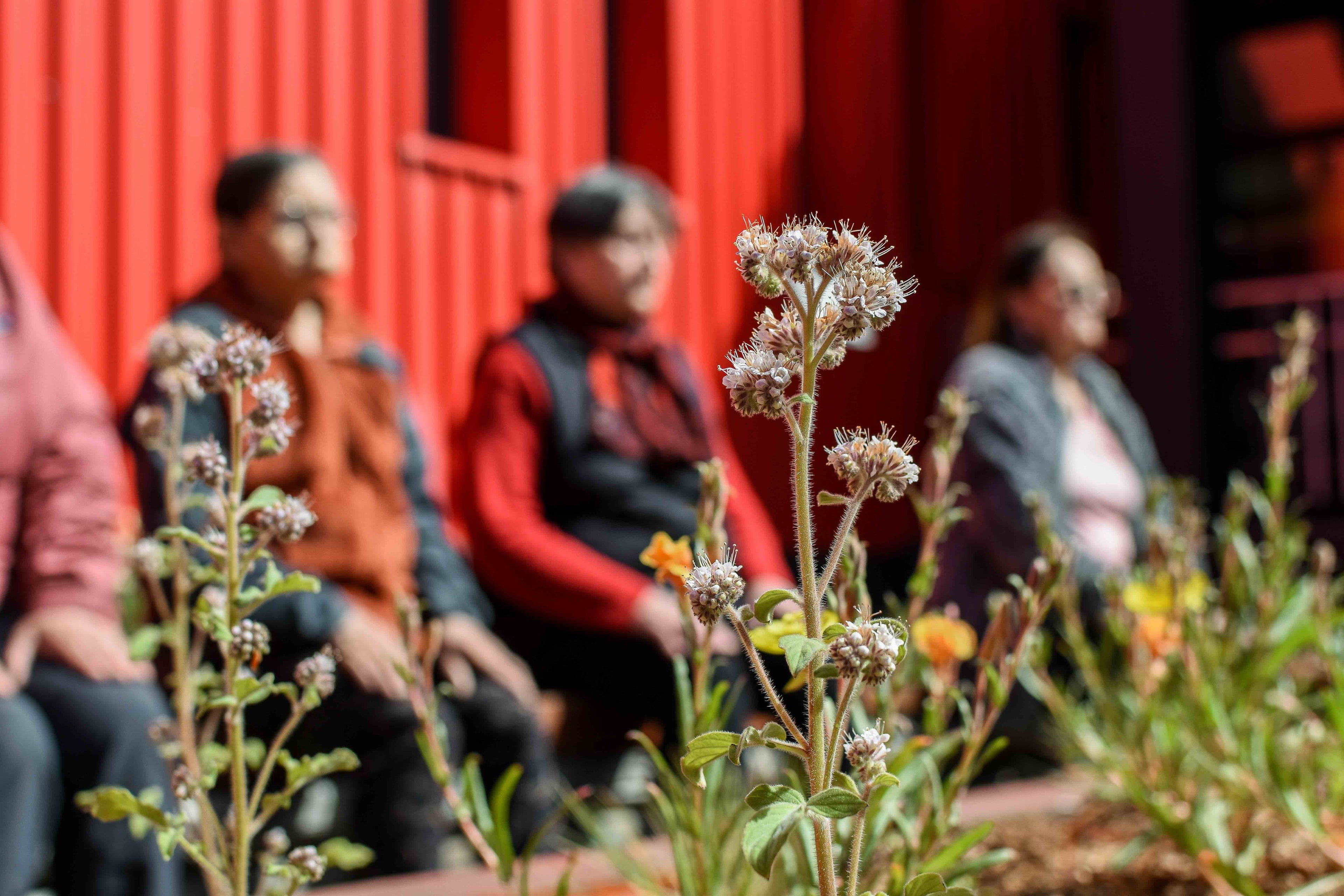 Jardín Etnobotánico de Cochrane