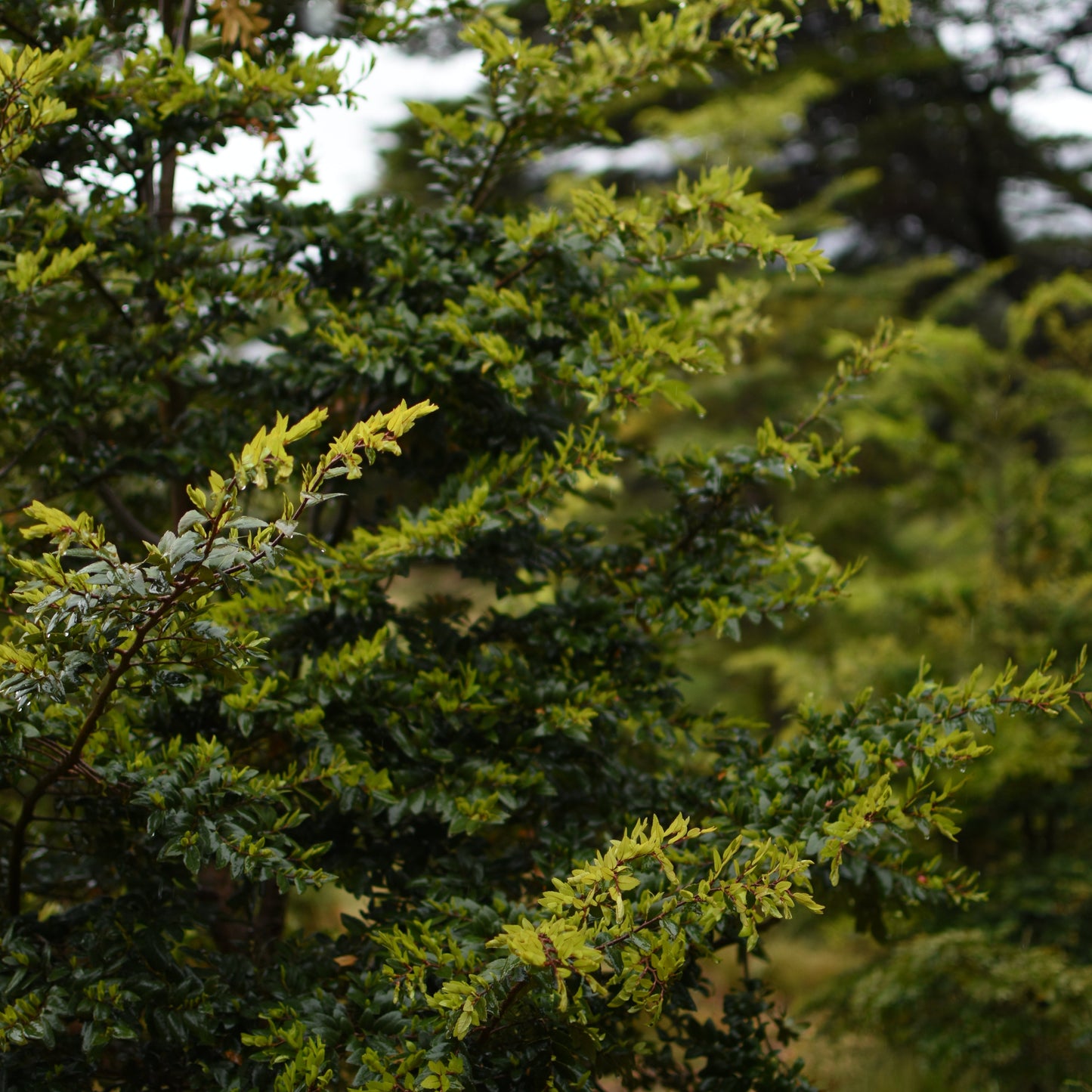 Nothofagus dombeyi — Coihue