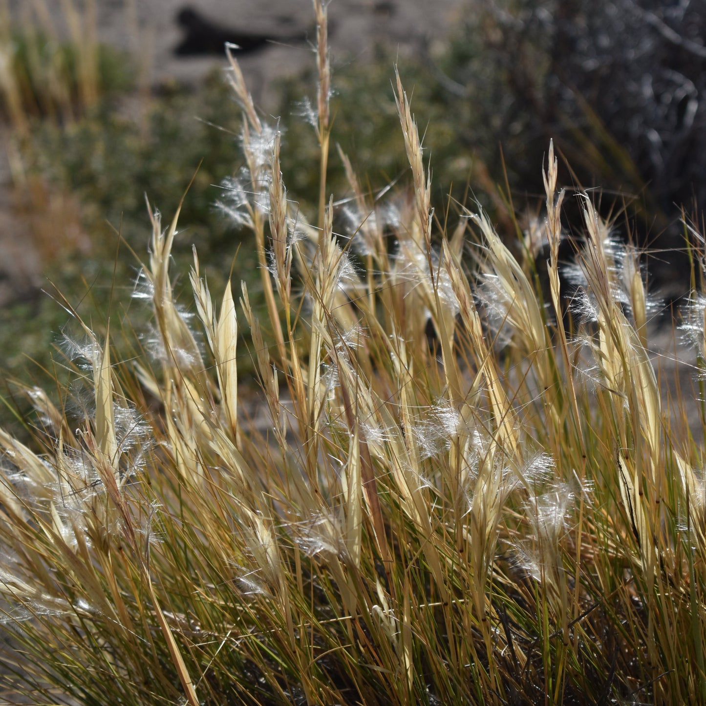 Stipa chrysophylla — Coirón amargo