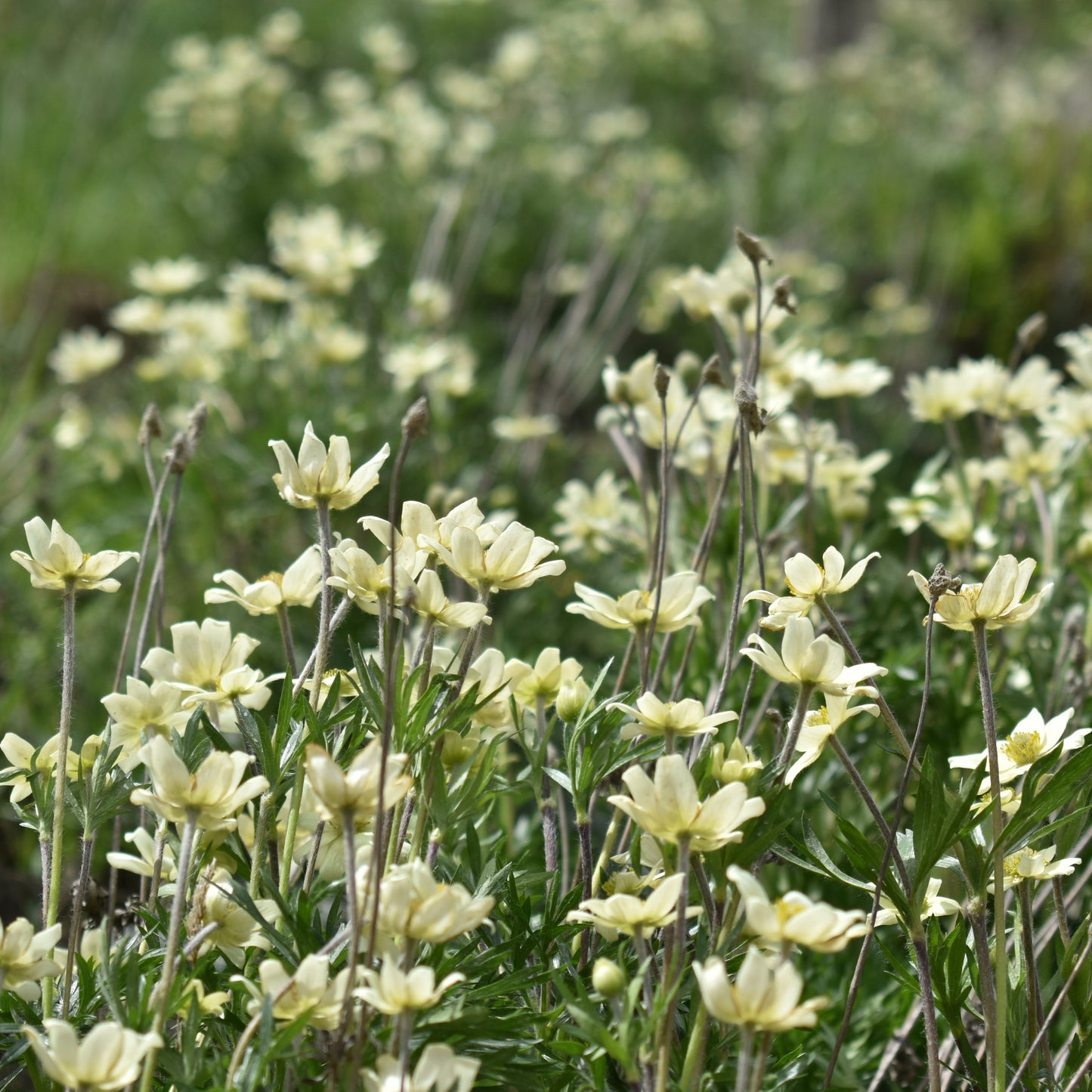 Anemone multifida — Anémona