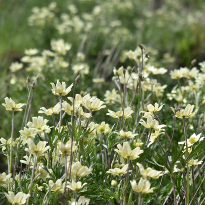 Anemone multifida — Anémona