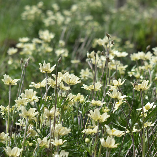 Anemone multifida — Anémona