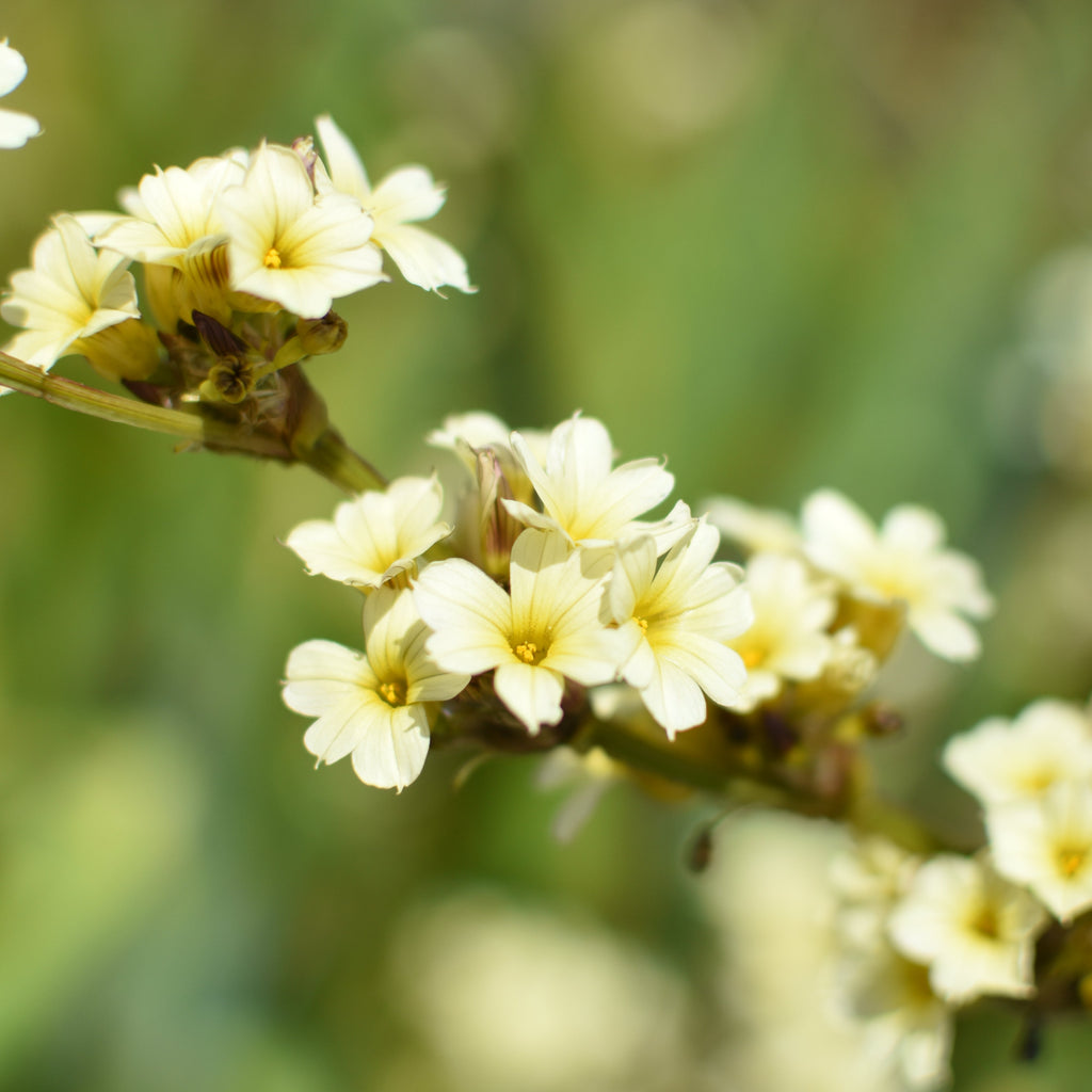 Sisyrinchium striatum — Huilmo