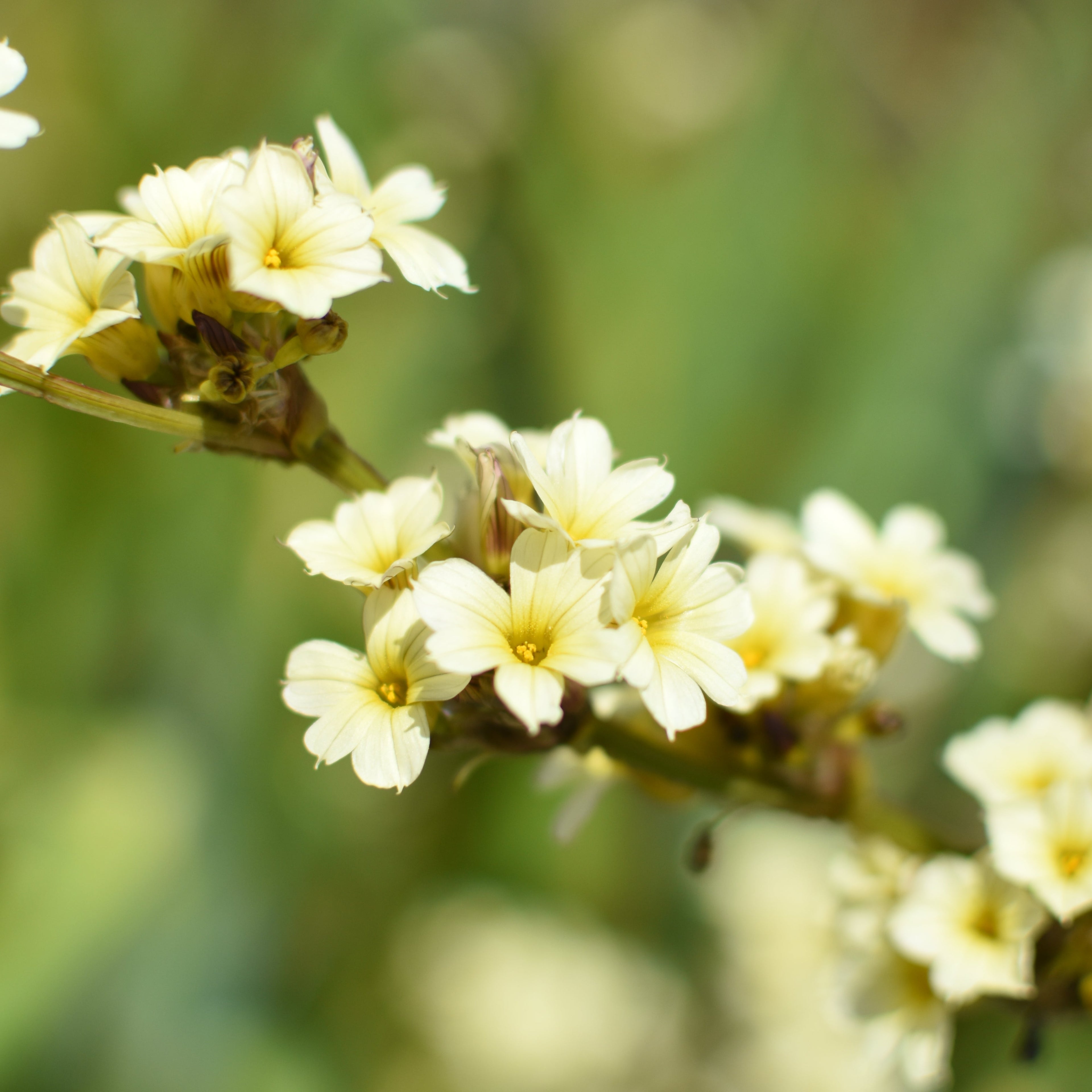 Sisyrinchium striatum — Huilmo