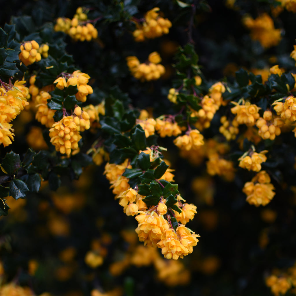 Berberis darwinii — Michay