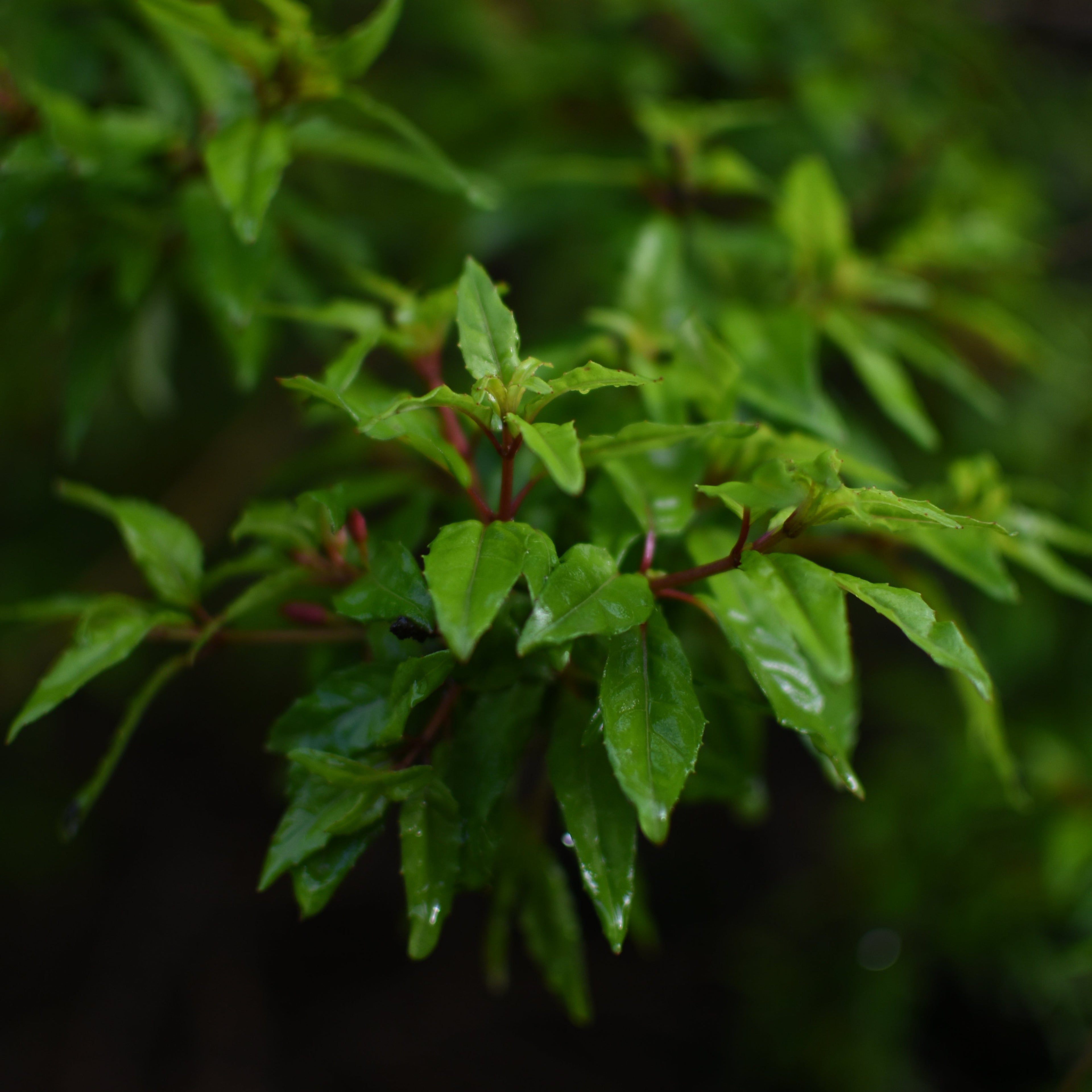 Fuchsia magellanica — Chilco