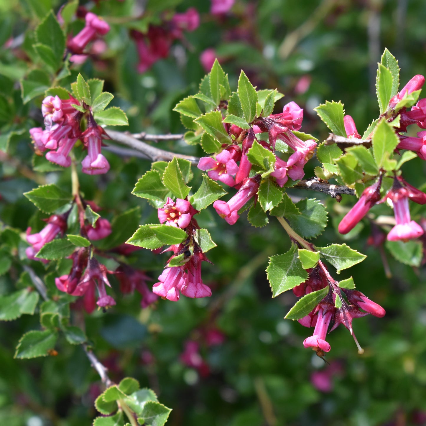 Escallonia rubra — Ñipa