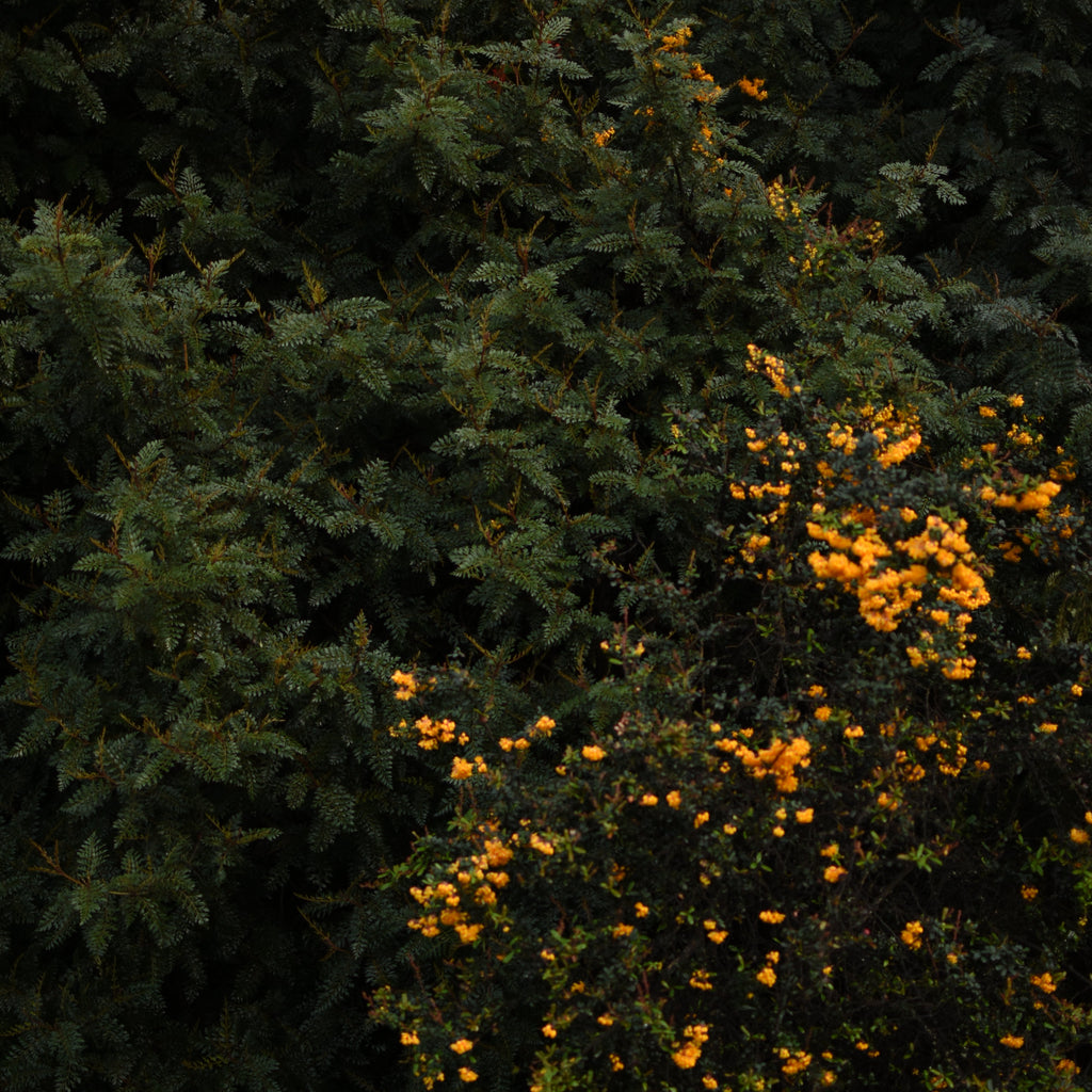 Berberis darwinii — Michay