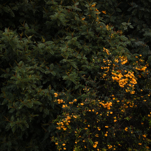 Berberis darwinii — Michay