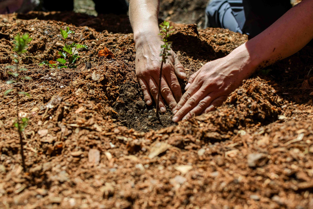 Jardín Etnobotánico de Cochrane