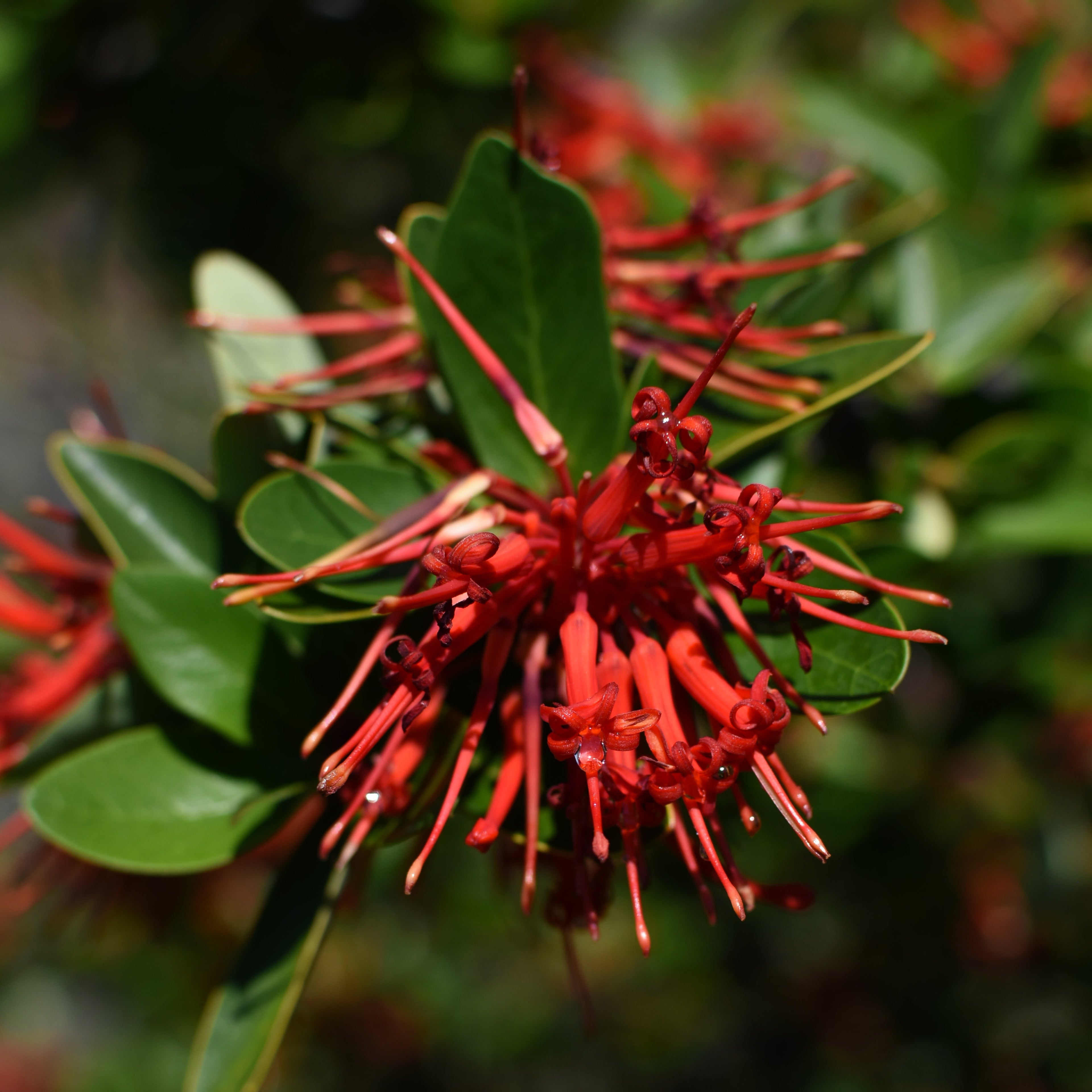 Embothrium coccineum — Notro