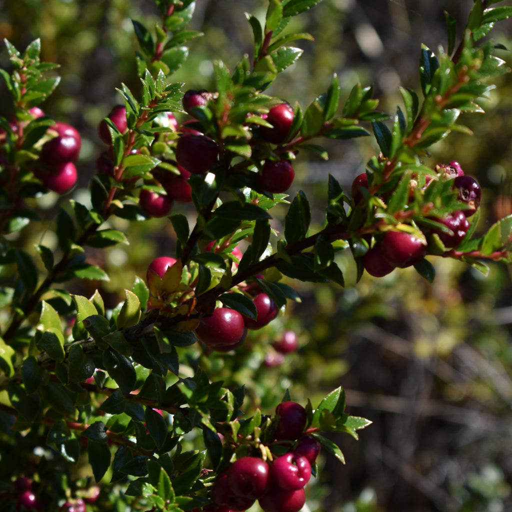 Gaultheria mucronata — Chaura