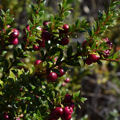 Gaultheria mucronata — Chaura