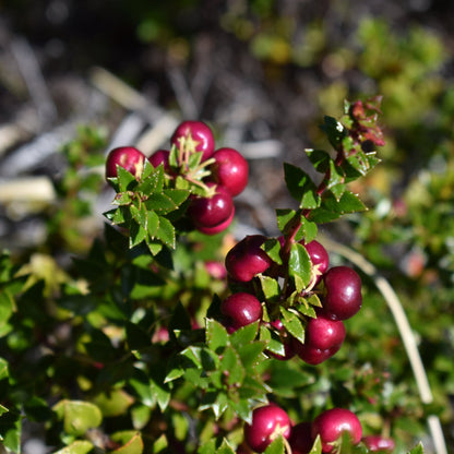 Gaultheria mucronata — Chaura