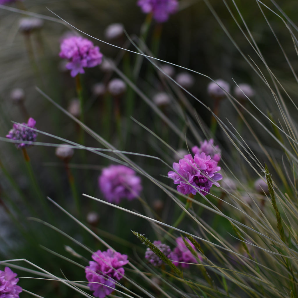 Armeria maritima — Siempreviva rosada