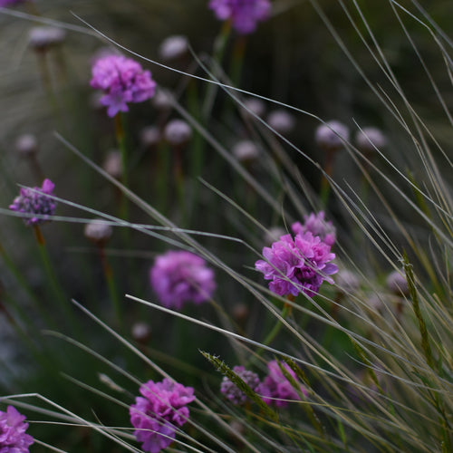 Armeria maritima — Siempreviva rosada