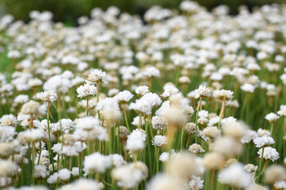 Armeria maritima — Siempreviva blanca