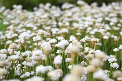 Armeria maritima — Siempreviva blanca