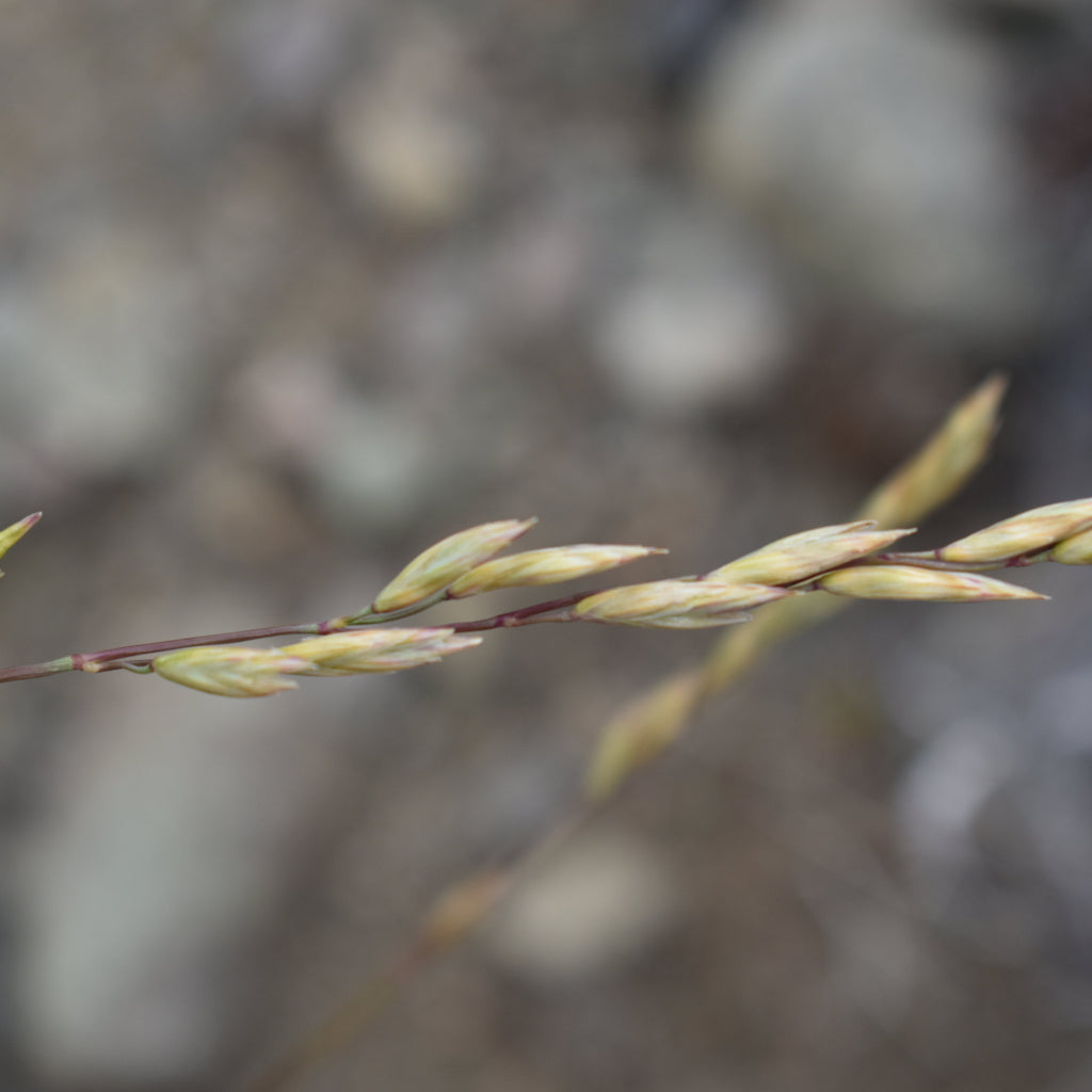 Festuca pallescens — Coirón blanco
