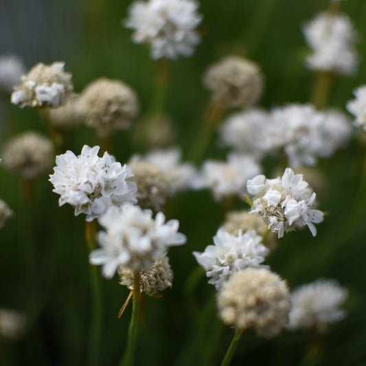 Armeria maritima — Siempreviva blanca