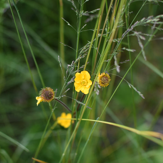Geum magellanicum — Hierba del clavo amarillo