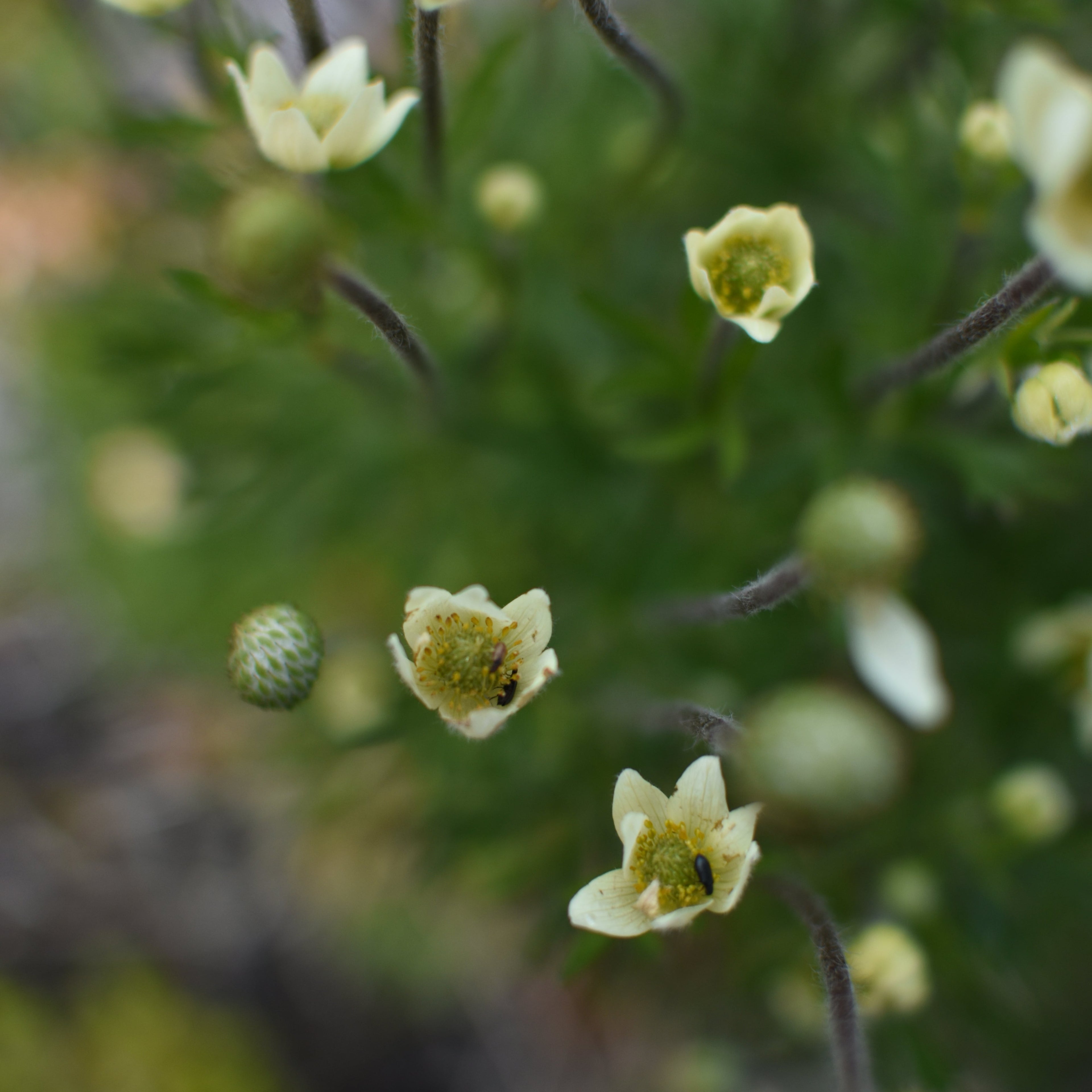 Anemone multifida — Anémona